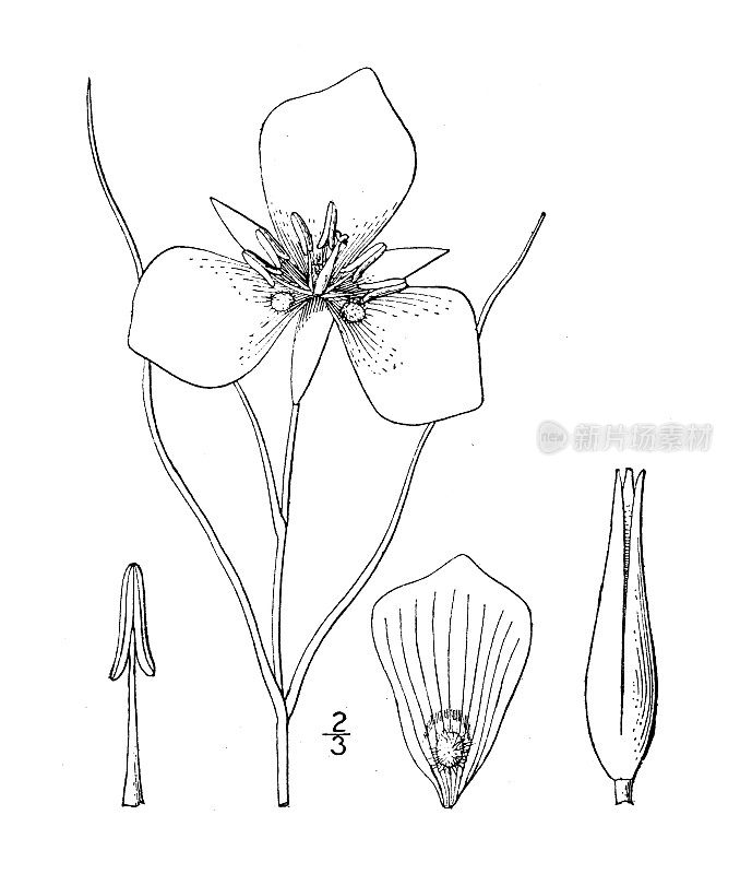 古董植物学植物插图:Calochortus Nuttallii, Nuttall的Mariposa百合